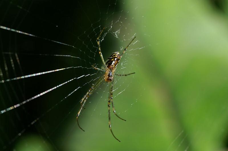 Leucage_granulata_D5293_Z_87_Milaa Milaa_Australie.jpg